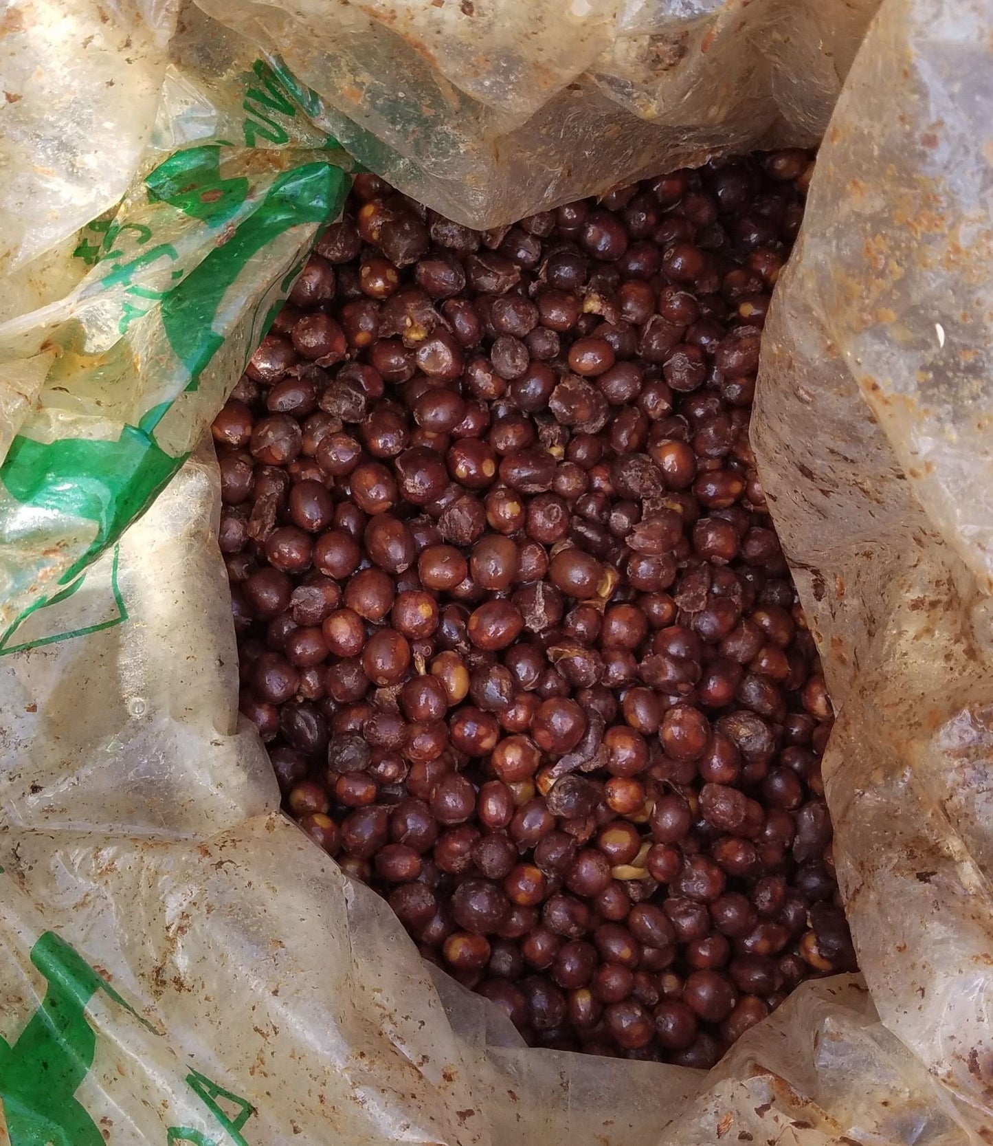 【SOLD OUT】 まるでシードル / MEXICO Finca Don Rafa Dericious Farm Anaerobic Natural| 150g & 300g