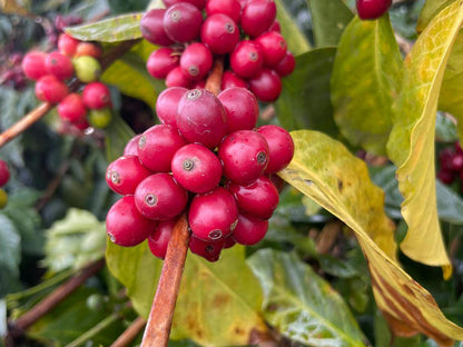 Ecuador Micro Lot Sidra Anaerobic Washed | 100g