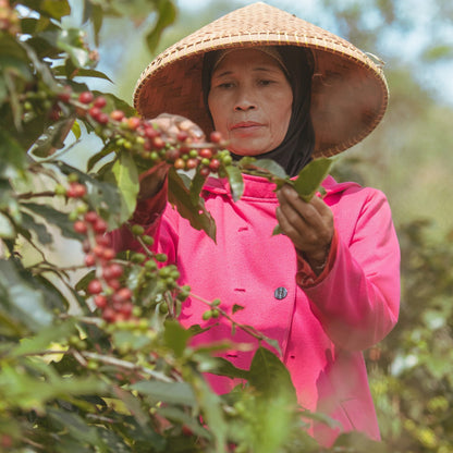 【SOLD OUT】 夏の誘惑 / Indonesia Java Frinsa Estate 2022 Natural | 150g & 300g