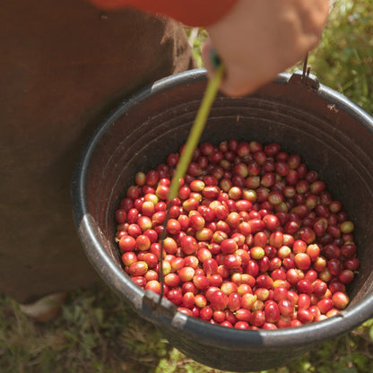 【SOLD OUT】 夏の誘惑 / Indonesia Java Frinsa Estate 2022 Natural | 150g & 300g