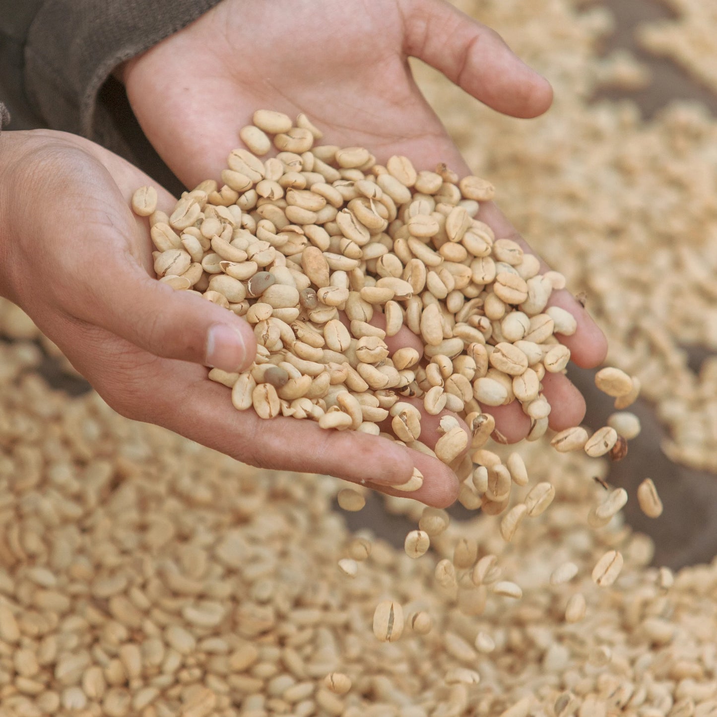 【SOLD OUT】 夏の誘惑 / Indonesia Java Frinsa Estate 2022 Natural | 150g & 300g